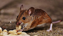 24 Hour & Emergency Exterminators in West Bend, WI